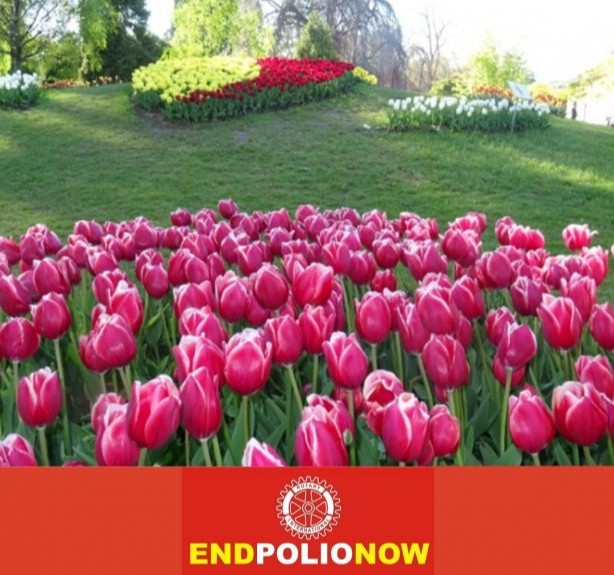 I tulipani di EndPoplioNow possono essere ordinati fino alla fine di luglio.
