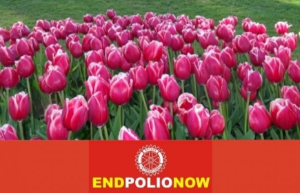 I tulipani di EndPoplioNow possono essere ordinati fino alla fine di luglio.